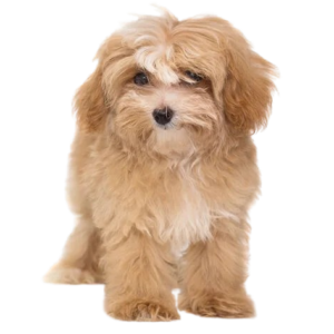 Maltipoo
