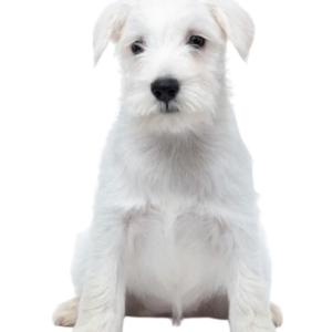 Schnauzer