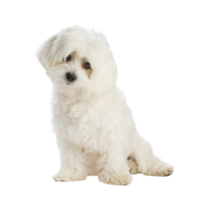 Bichón maltés