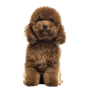 Caniche
